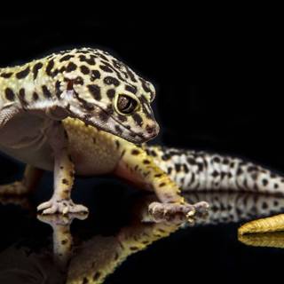 a little leopard gecko