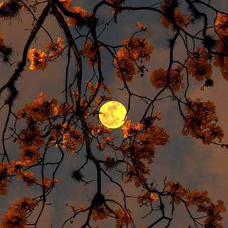 Fall Moon Wallpaper for iPhone and IOS or Android
