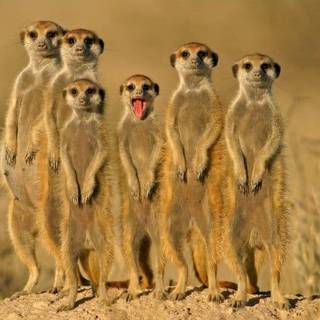 Typical Safari Meerkats