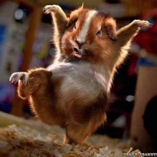 Karate Guinea Pig