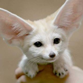 Adorable Fennec Fox