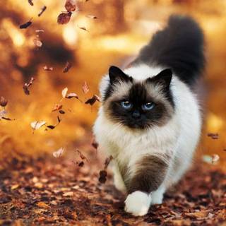 Autumn Leaf Cat