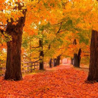 Autumn Fall Wallpaper