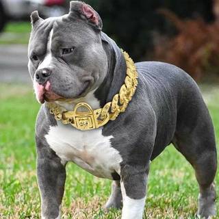 Cute Dog Gray With Chain