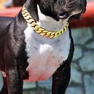 Cute Dog Black With Chain