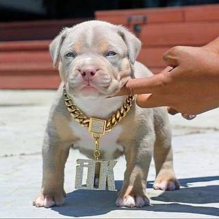 Cute Puppy Tan With Chain
