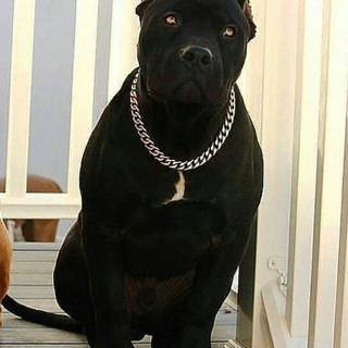 Cute Dog BLACK With Chain