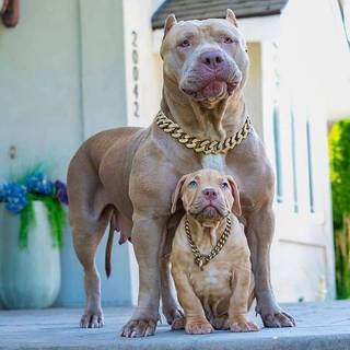 Cute Mamma And Her Baby Tan With Chains