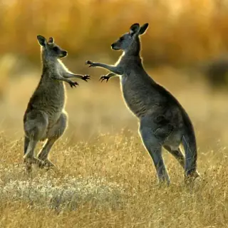 Kangaroo wallpaper 