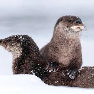 Little Otters Playing in The Snow