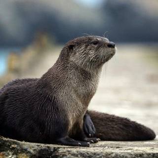 An Otter Looking For His Otter Friends