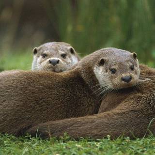 Two Otters Taking a Break