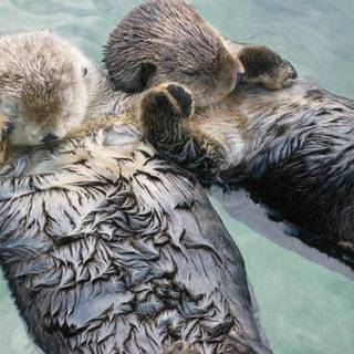 Otters Holding Hands Down The River