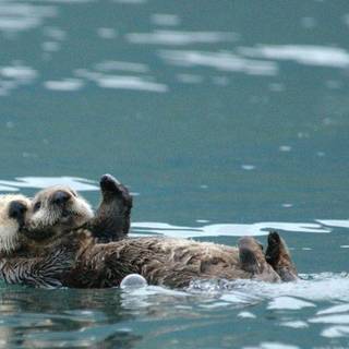 Two Otters Cuddling