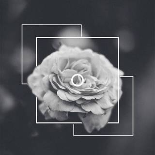 black rose asthetic