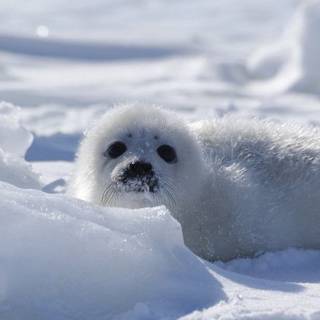 Snow Cute Seal