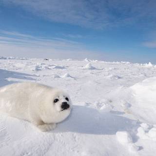 Cute Little Seal