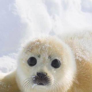 Adorable White and Tan Seal