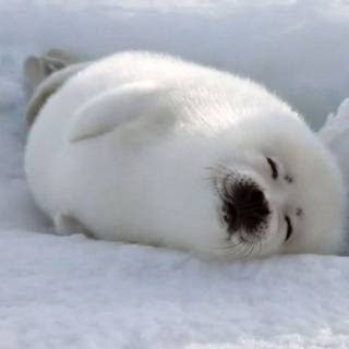 Happy Lil Snoozing Seal