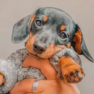 Cute Aesthetic Puppy