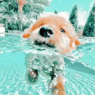 cute beach puppy