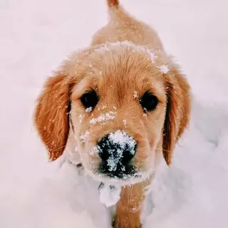 cute snow puppy