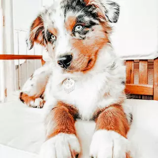 Aesthetic cute puppy