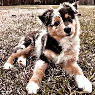 Aesthetic Cute Puppy