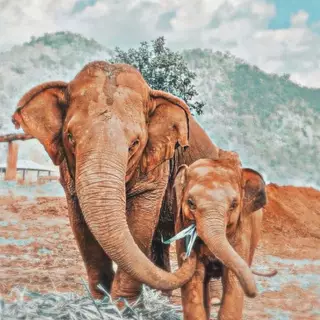 Cute aesthetic elephant 