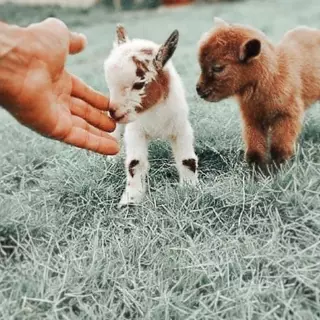 Aesthetic cute baby goats