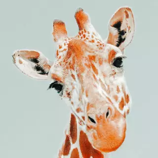 Aesthetic giraffe