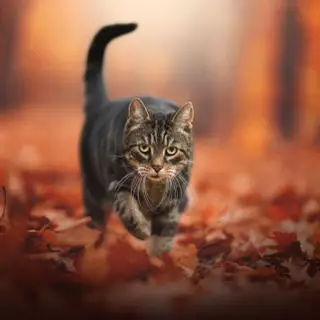 cute cat autumn walking leaf