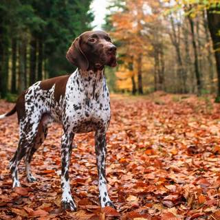 German Short haired pointers