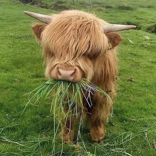 Cow eat grass 