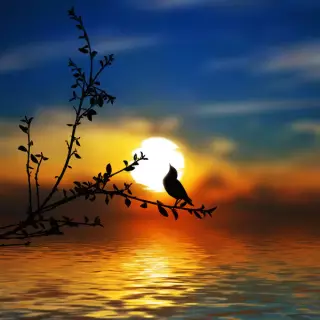 bird sunrise