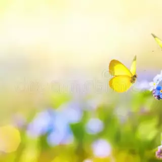 butterflies & flowers