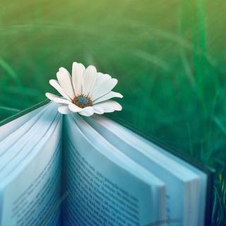 daisy and book wallpaper☁