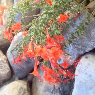 flowers in the rocks