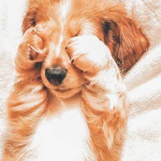Cute Puppy:)
