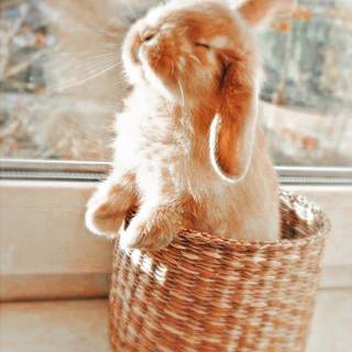 Cute Bunny 