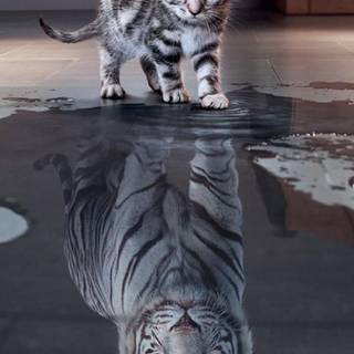 Kitty-Tiger
