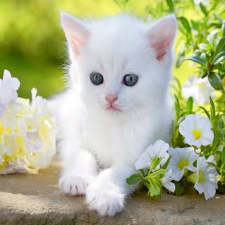 so cute cat