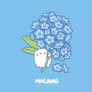 Molang Hydrangea