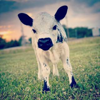 Baby Cow Wallpaper