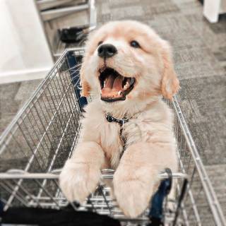 Cute Puppy In a cart:)