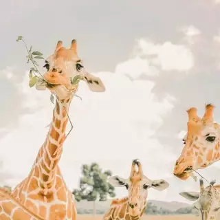 # Cute & Happy Giraffes