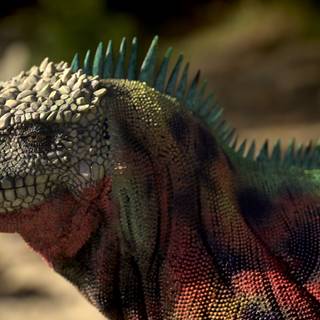 Iguana by Eric Keller