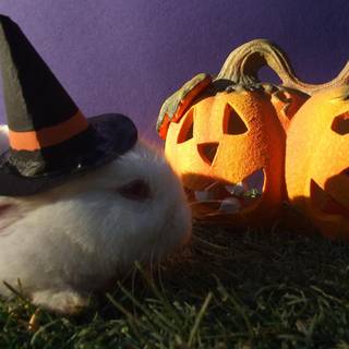 Bunny Halloween 