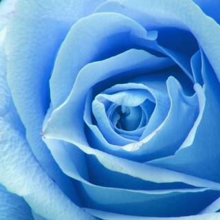 blue rose