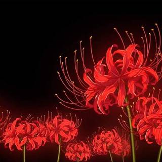 Red Spider Lily